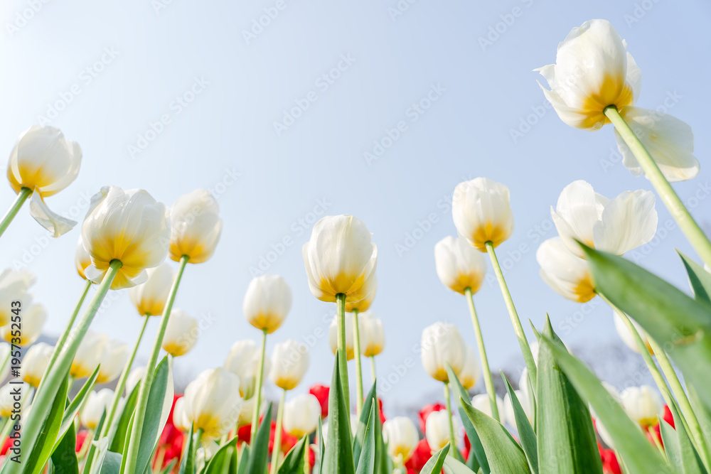 Fototapeta premium Close-up of the colorful tulips in spring