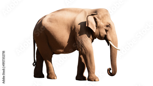 Majestic Asian elephant stands gracefully, highlighting its powerful and gentle presence