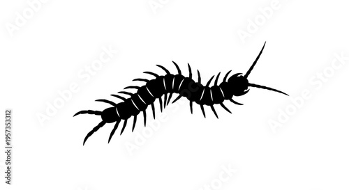 Black Silhouette of a Centipede Crawling on a White Background