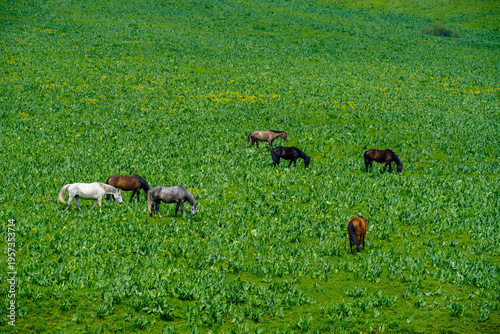 Wide Green Pasture With Grazing Horses, Scattered Brown And Chestnut Animals Feeding On Dense Grass, Rolling