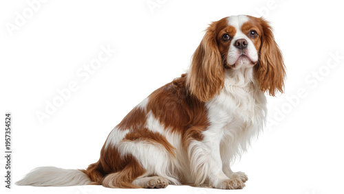 Charming Blenheim Cavalier King Charles Spaniel dog sitting and gazing at the camera
