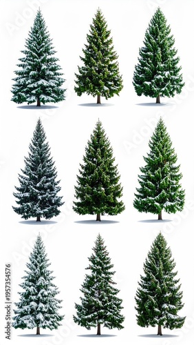 Nine evergreen Christmas trees, some snow-dusted