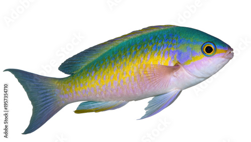 Foto Stunning tropical fish displaying vibrant iridescent blue, yellow, green, and pi