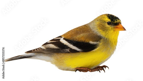 Close-up of a vibrant male American Goldfinch bird displaying its bright yellow plumage