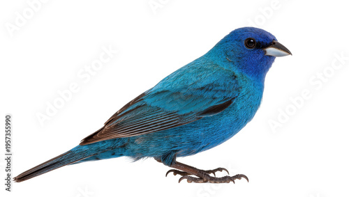 Foto Captivating male Indigo Bunting bird with brilliant blue plumage in full profile