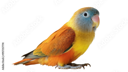 Photography Beautiful colorful lovebird standing alertly, showcasing its vibrant orange, yel