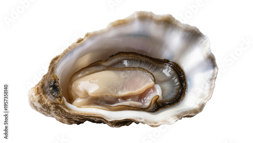 Photos Freshly shucked raw oyster in its shell, a gourmet seafood delicacy ready to enj