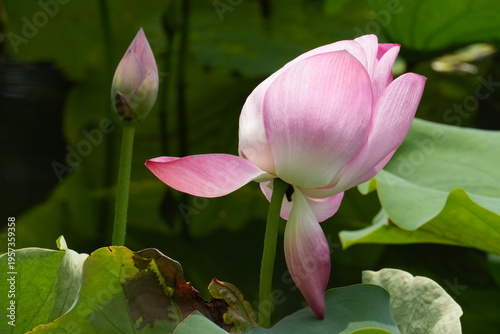 Pink lotus flower buds close-up; Lotus flower buds in pink; Pink Fresh Lotus Bud