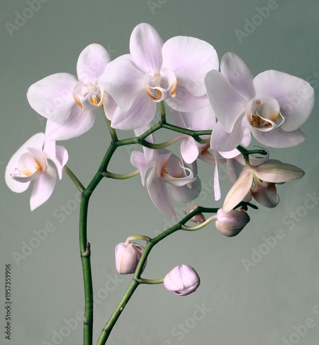 pretty pink orchid Phalaenopsis close up