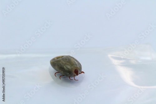 Принти на полотні Ticks (Engorged tick) are ectoparasites that feed on the blood of animals and humans