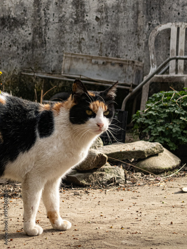 cat on the fence