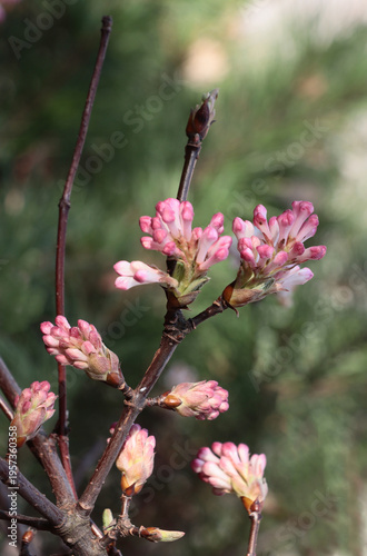 Viburnum Farreri bush with n pink,fragrant flowers