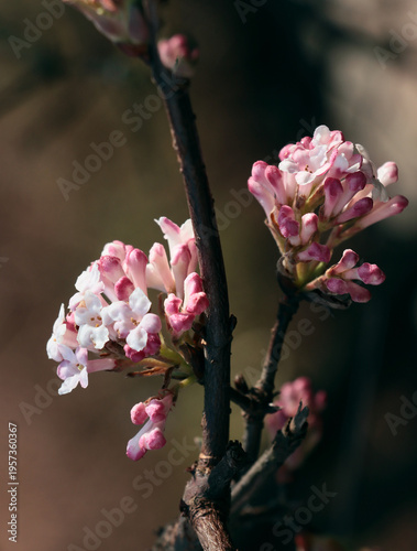 Viburnum Farreri bush with n pink,fragrant flowers