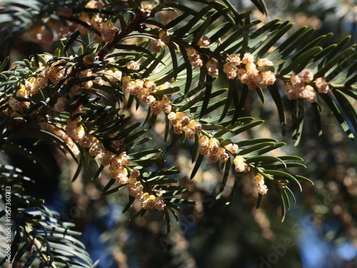 yew-tree - Talus Baccate twigs blooming.