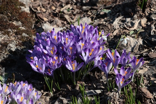 pretty lila flowers of crocus plants at spring