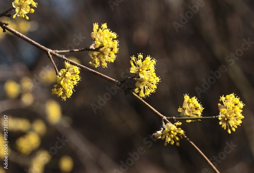 cornus mas fruit trees blossoming at spring