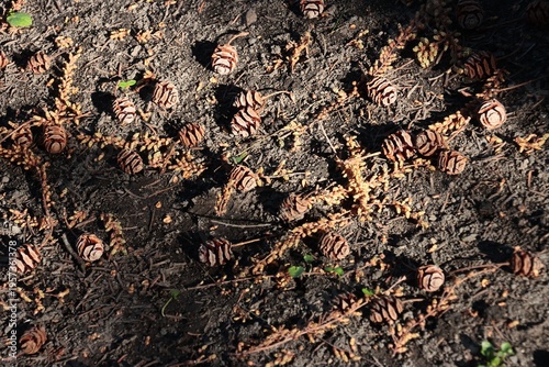 fallen flowers-catkins abd cones of sequoia tree at spring