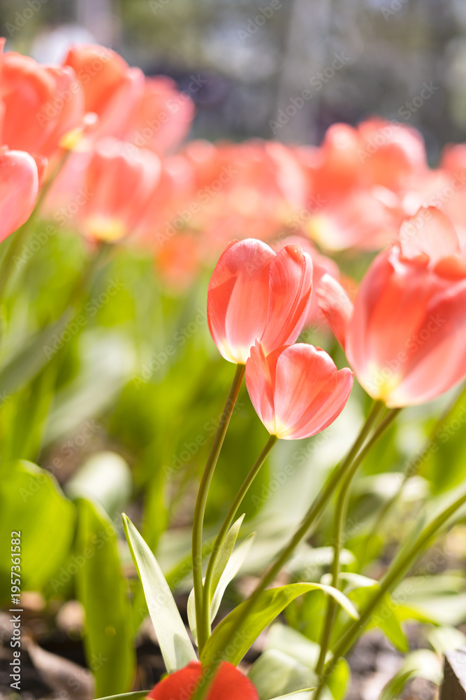 Fototapeta premium Pink tulips as the background