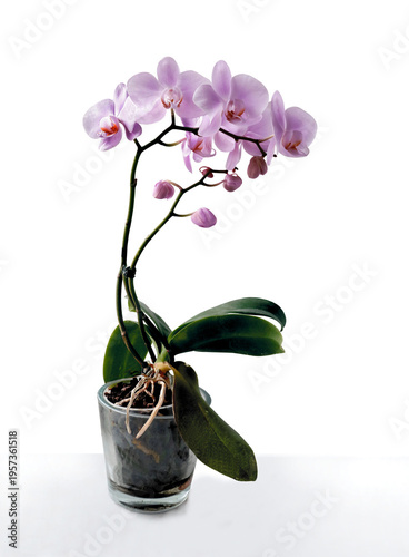 pretty pink orchid Phalaenopsis close up