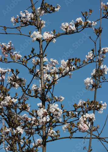 Viburnum Farreri bush with n pink,fragrant flowers