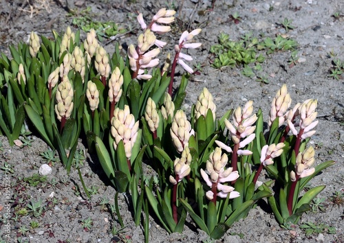 growth pink hycinth flowers in a garden