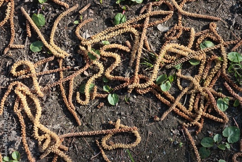 long catkins flowers of hazel tree 