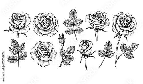 Vintage engraved rose set detailed botanical flower illustration with line hatching classic floral vector isolated on white background