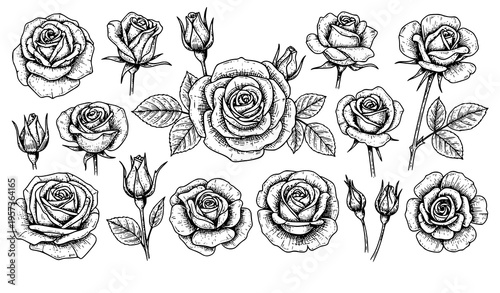 Minimal engraved rose vector set classic vintage floral line art with blooming flowers and buds isolated on white background