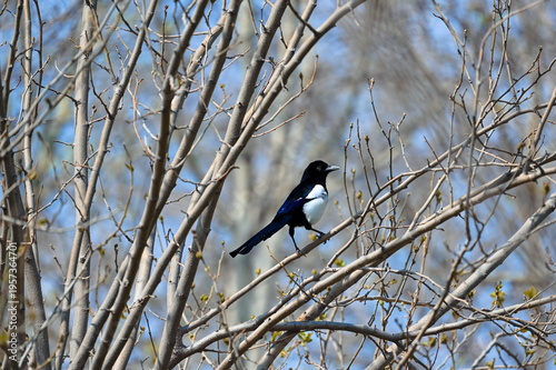 Eurasian Magpie Sitting on Tree Branch in Natural Habitat