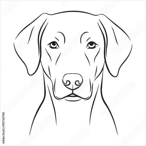 Graceful line drawing portrait of a loyal dog with floppy ears