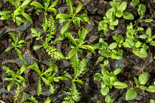 Fotografie Young yarrow flower seedlings in their propagation tray