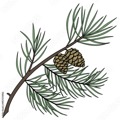 Pine branch with cones and leaves tree