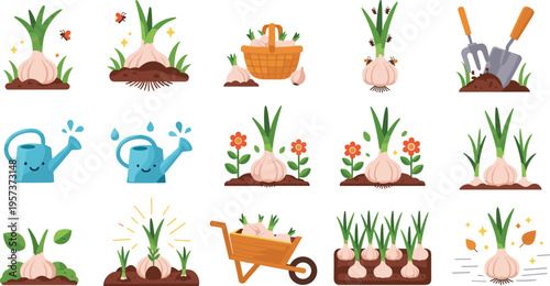 Garlic Plant Growth and Gardening Process Set with Planting Watering Harvest and Cultivation Stages Agricultural Cartoon Vector Illustrations for Farming and Education
