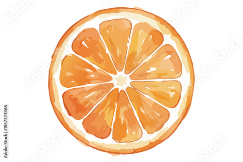 水彩画風のオレンジの断面イラスト　単体素材