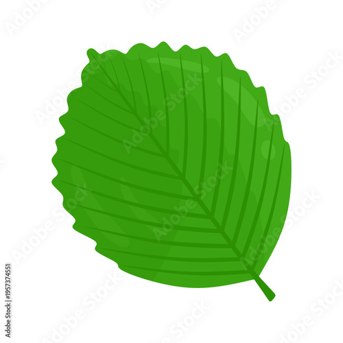 Elm leaf vector, cartoon style. Tree leaf green natural decoration. Botanical design element, forest plant, botany, European tree. Elm foliage, icon. Flat graphic vector illustration isolated