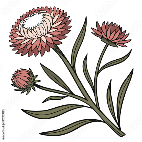 strawflower on white