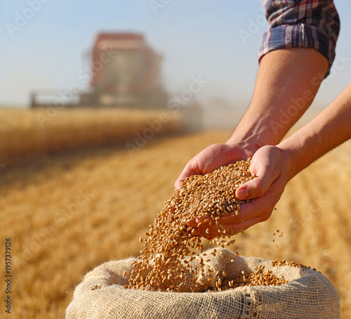 Wheat grains in the hands of a successful young farmer after a good harvest, with agricultural machinery - combine harvester working in the background. Close up of hands full of wheat from a yute sack