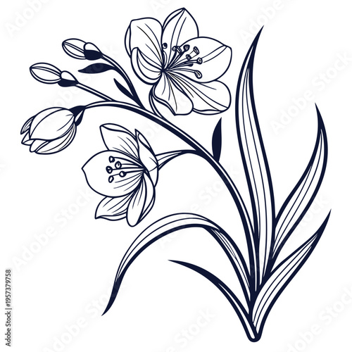 spiderwort flower line art vector on white