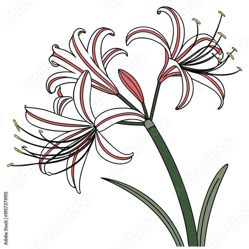 spider lily on white background