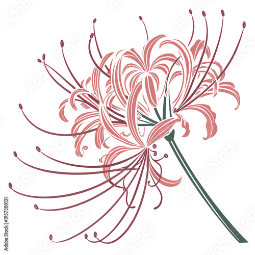 sparkler blush spider vector isolated