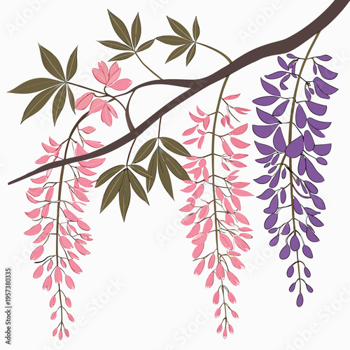 showa beni silky wisteria on white 