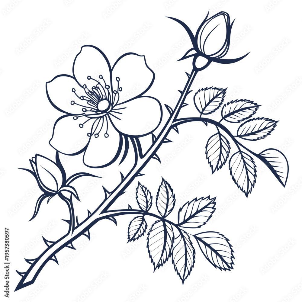 Fototapeta premium sensitive briar line art flower vector