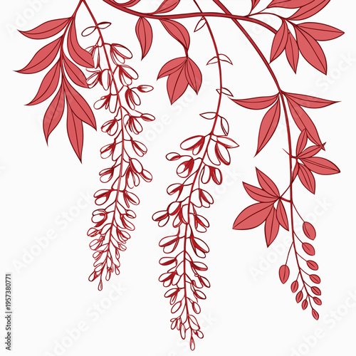 scarlet wisteria line art vector