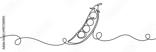 Pea pod opened displaying peas on continuous line, none editable strokes