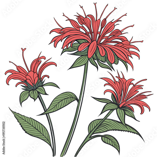scarlet bee balm flower