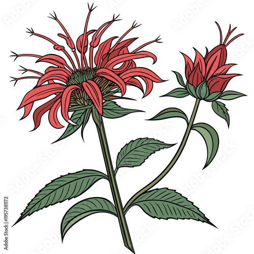 scarlet bee balm vector on white