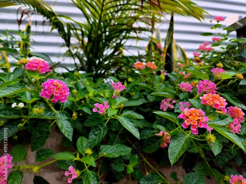 Vibrant Pink and Orange Lantana Camara Flowers Blooming in Tropical Garden