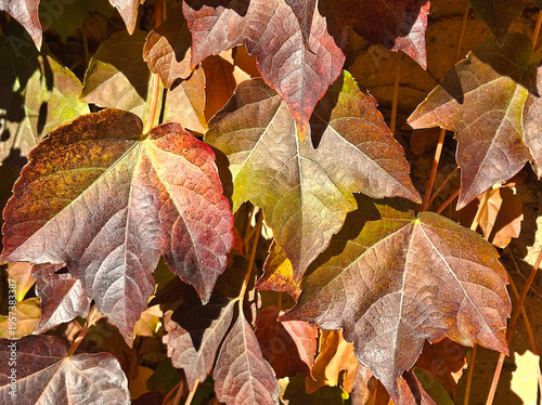 bright and warm view of beautiful autumn ivy leaves in the hedge
