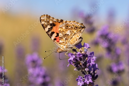 Foto Painted lady butterfly (Vanessa cardui) feeding on lavender (Lavandula angustifo