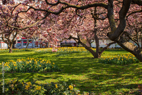 Blooming magnolia trees and yellow daffodils in Kaisergärtchen park, Würzburg, Germany